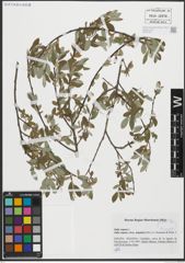 Foto von Salix repens subsp. argentea (Sm.) G. Camus & A. Camus